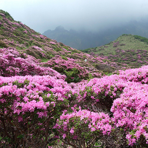 Rhododendron Ponticum Treatment 2022